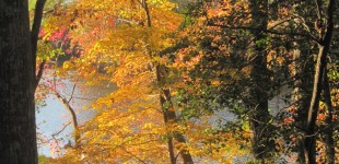 Fall